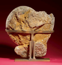 Load image into Gallery viewer, Ammonite | Eparietites sp. | England