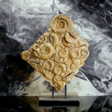 Load image into Gallery viewer, 'A' Grade | Seabed with Ammonites and Belemnites | Bavaria, Germany