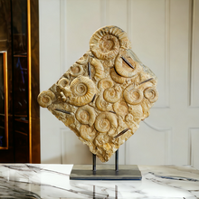 Load image into Gallery viewer, 'A' Grade | Seabed with Ammonites and Belemnites | Bavaria, Germany