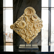 Load image into Gallery viewer, 'A' Grade | Seabed with Ammonites and Belemnites | Bavaria, Germany