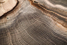 Load image into Gallery viewer, SOLD | 'A' Grade Petrified Wood Slice from Stinking Water, Oregon, USA.