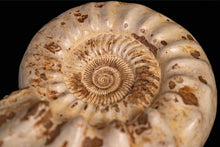 Load image into Gallery viewer, Large Ammonite | Madagascar