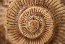 Load image into Gallery viewer, Large Ammonite | Madagascar