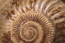 Load image into Gallery viewer, Large Ammonite | Madagascar