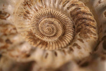 Load image into Gallery viewer, Large Ammonite | Madagascar