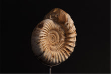 Load image into Gallery viewer, Madagascar Ammonite | Madagascar