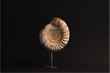 Load image into Gallery viewer, Madagascar Ammonite | Madagascar