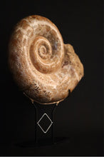 Load image into Gallery viewer, Large Madagascar Mounted Ammonite
