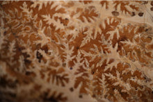 Load image into Gallery viewer, Large Madagascar Mounted Ammonite