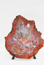 Load image into Gallery viewer, 'A' Grade | Petrified Wood Slab | Arizona, USA
