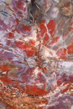 Load image into Gallery viewer, 'A' Grade | Petrified Wood Slab | Arizona, USA