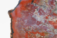 Load image into Gallery viewer, 'A' Grade | Petrified Wood Slab | Arizona, USA