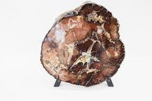 Load image into Gallery viewer, Petrified Wood Slice | Stinking water, Oregon, USA