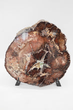 Load image into Gallery viewer, Petrified Wood Slice | Stinking water, Oregon, USA