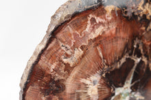Load image into Gallery viewer, Petrified Wood Slice | Stinking water, Oregon, USA