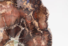 Load image into Gallery viewer, Petrified Wood Slice | Stinking water, Oregon, USA
