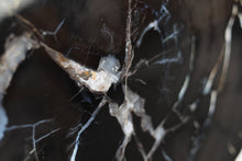 Load image into Gallery viewer, Black Petrified Wood Slice | Indonesia