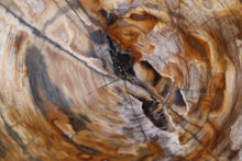 Load image into Gallery viewer, Fossil Spruce slice | Oregon, USA