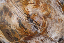 Load image into Gallery viewer, Fossil Spruce slice | Oregon, USA