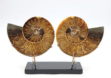Load image into Gallery viewer, Ammonite Pair | Madagascar