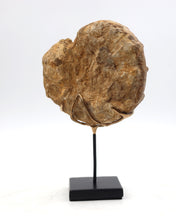 Load image into Gallery viewer, Ammonite | Madagascar
