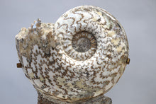 Load image into Gallery viewer, Ammonite | Eparietites sp. | England
