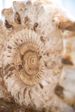 Load image into Gallery viewer, 'A' Grade Double Ammonite