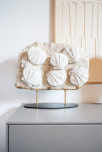 Load image into Gallery viewer, 'A' Grade Group of Fossilized Shells | La Coste, Southern France