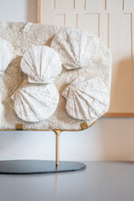 Load image into Gallery viewer, 'A' Grade Group of Fossilized Shells | La Coste, Southern France