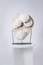Load image into Gallery viewer, 'A' Grade | Group of Fossilized Scallops