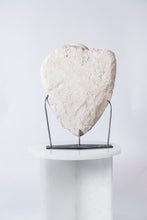 Load image into Gallery viewer, 'A' Grade | Group of Fossilized Scallops
