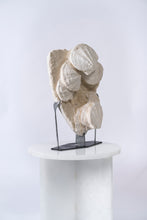 Load image into Gallery viewer, 'A' Grade | Group of Fossilized Scallops
