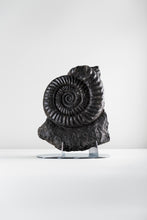 Load image into Gallery viewer, Black Ammonite | Germany