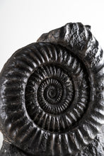 Load image into Gallery viewer, Black Ammonite | Germany