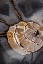 Load image into Gallery viewer, SOLD | 'A' Grade Petrified Wood Slice from Stinking Water, Oregon, USA.