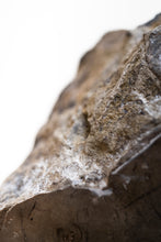Load image into Gallery viewer, Ammonite | Mexico