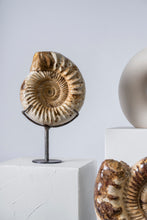 Load image into Gallery viewer, Mounted Ammonite | Madagascar
