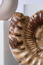 Load image into Gallery viewer, Ammonite | Madagascar