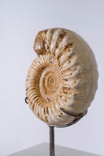 Load image into Gallery viewer, Mounted Ammonite | Madagascar