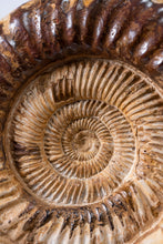 Load image into Gallery viewer, Ammonite | Madagascar