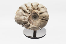 Load image into Gallery viewer, 'A' Grade Ammonite | Ceratit | Germany