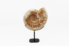 Load image into Gallery viewer, Mounted Ammonite | Madagascar