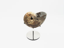 Load image into Gallery viewer, Ammonite | Madagascar