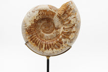 Load image into Gallery viewer, Mounted Ammonite | Madagascar