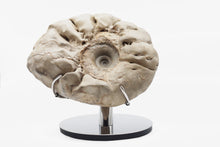 Load image into Gallery viewer, 'A' Grade Ammonite | Ceratit | Germany