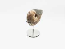 Load image into Gallery viewer, Ammonite | Madagascar