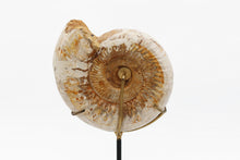 Load image into Gallery viewer, Mounted Ammonite | Madagascar