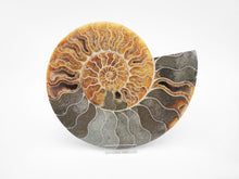 Load image into Gallery viewer, Ammonite Pair | Madagascar