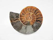 Load image into Gallery viewer, Ammonite Pair | Madagascar