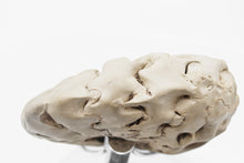 Load image into Gallery viewer, 'A' Grade Ammonite | Ceratit | Germany